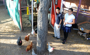 Manzo_Chickens_294x180