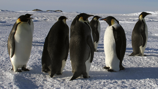 Emperorcam in amongst emperor penguins.