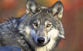 Gray wolf fcs large