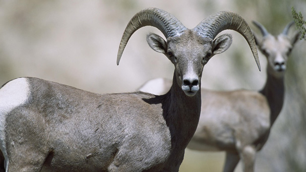 Female bighorn sheep