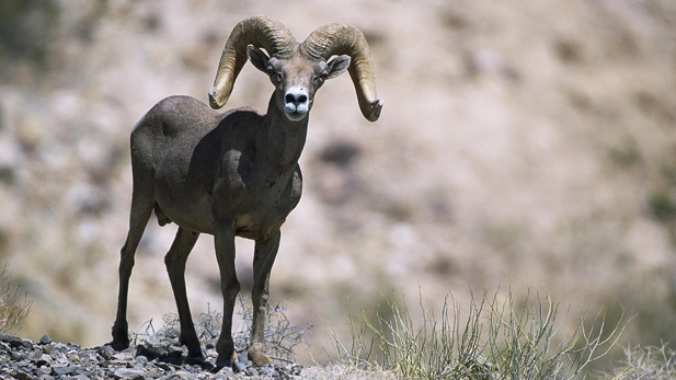 Bighorn Sheep