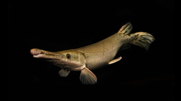 This Alligator Gar is just one of the many unique and strange marine animals that Zeb Hogan has encountered in his work as a ecologist. 
