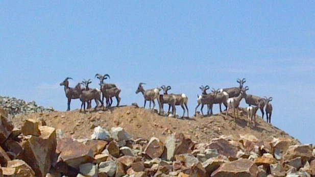 Bighorn sheep in the Silverbell area.
