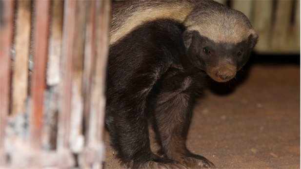 Honey badger appearing by the fireside at a safari camp in the Greater Kruger National Park.