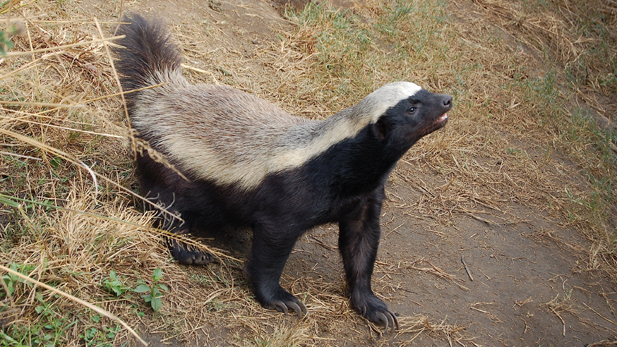 Honey Badger thriving since he left the Arizona Cardinals