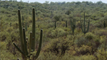 Just a small portion of the Saguaro National Forest conservation area.