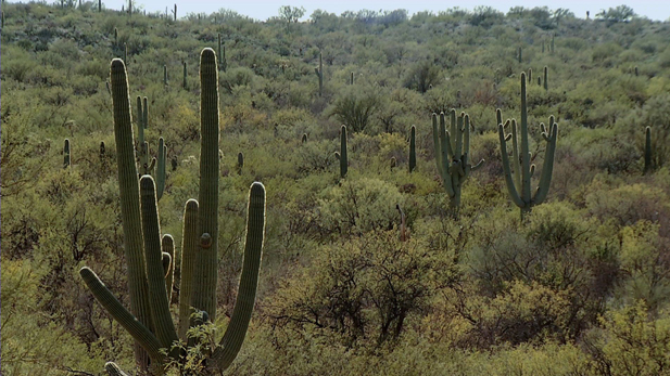 Saguaro National Forest SPOT