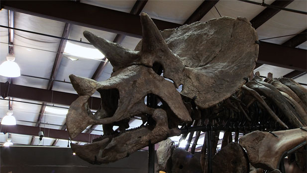 Triceratops skeleton on display.