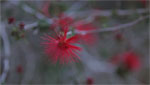 Extreme close-up of a red flower.