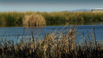 The San Pedro River flows through Sierra Vista.