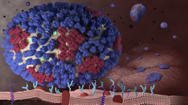 influenza virus spot 2 