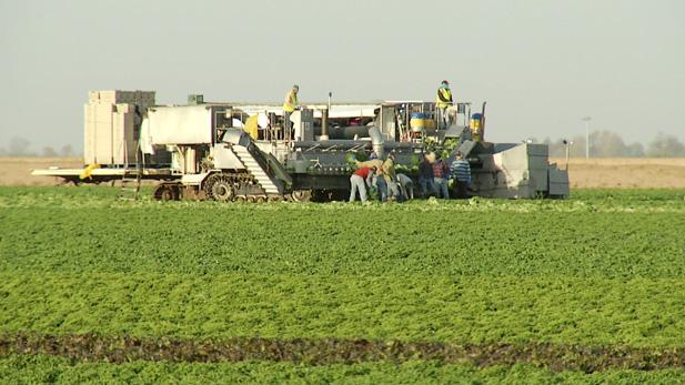 Yuma is often called the winter vegetable capital of the world.