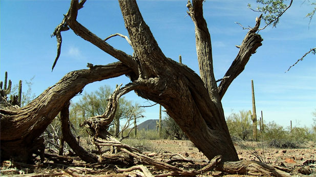 Old Ironwood Tree Spot