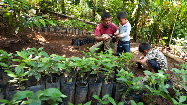 Genaro Mendez's sons help him plant coffee seedlings in Chiapas that could end up sold in Tucson