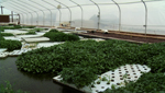 This is one of the many aquaponic set ups at Tucson AquaPonics Farm.