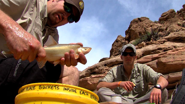 Arizona Game and Fish focuses on efforts to study and save the endangered humpback chub, a small fish that lives in the Little Colorado River in the Grand Canyon region. 