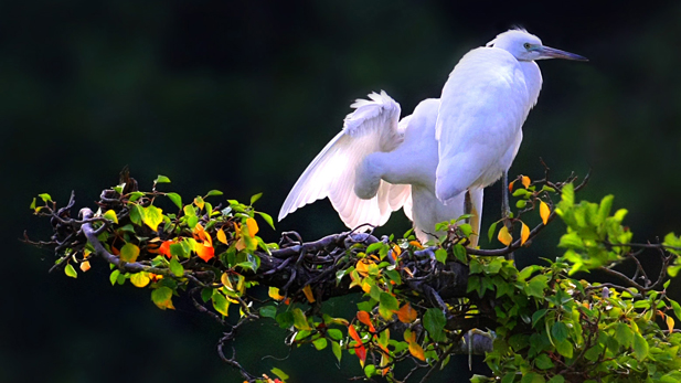Little Egrets at a tree top nest site.