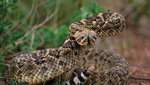 This is just one of the many types of rattlesnake in the desert wilderness of Arizona.