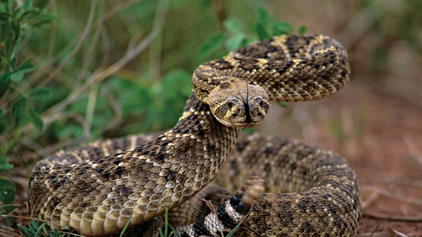 This is just one of the many types of rattlesnakes in the desert wilderness of Arizona.  