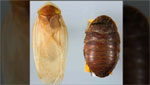 Heidi Hopkins, Ph.D., University of New Mexico Museum of Southwestern Biology, discusses her recent discovery of 39 new species of cockroach that live in the southwest U.S. and Mexico.
