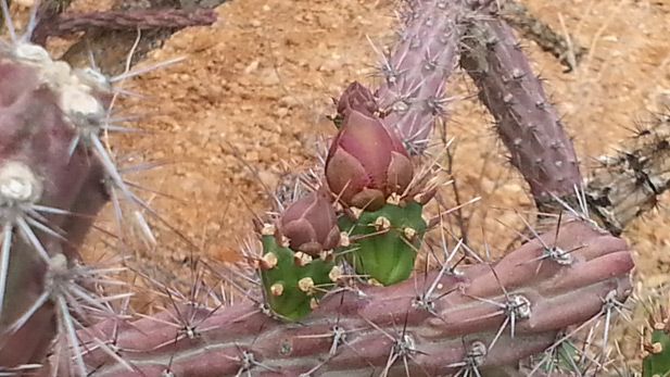 Staghorn cholla buds spot