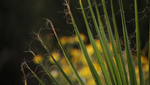 One of the many varieties of palm tree at Desert Palm Oasis.