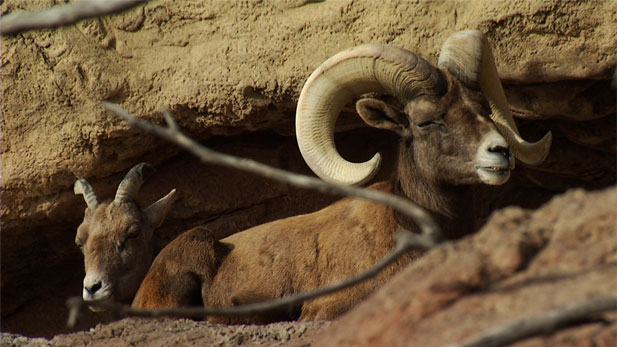 Bighorn sheep in Santa Catalina Mountains.