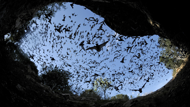 nature_swarms_bats_spot