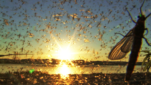 Swarm of mayflies over lens