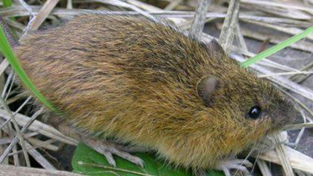 New Mexico meadow jumping mouse