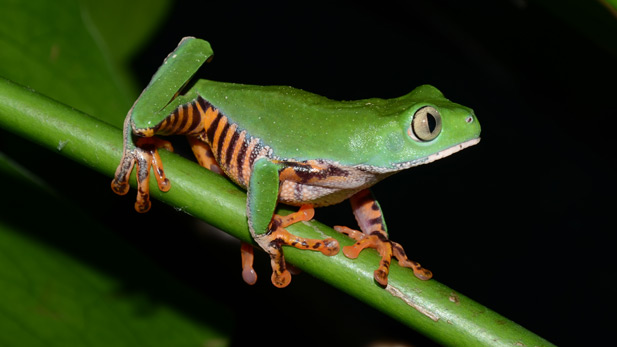 Tiger striped monkey frog, Phyllomedusa tomopterna