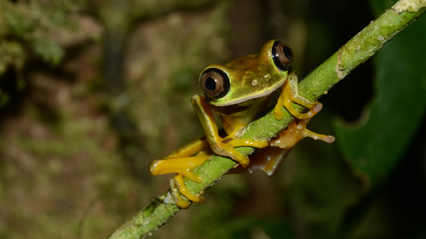 nature_frogs_lemur_leaf_spot