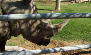 MW - Rhino Reid Park