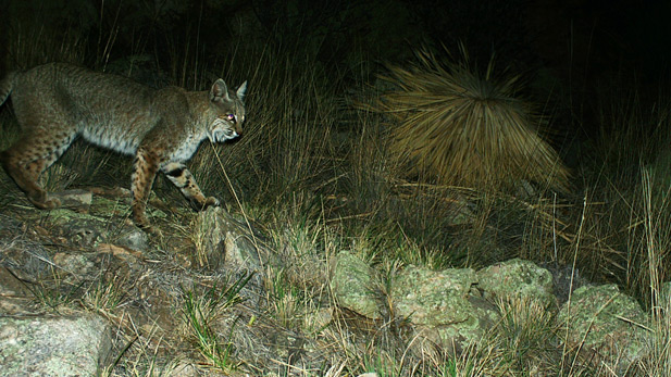 Bobcat SPOT