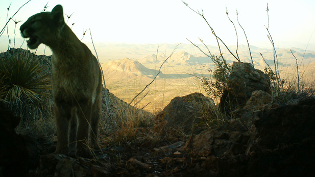 Mountain lion in the mountains west of Tucson.