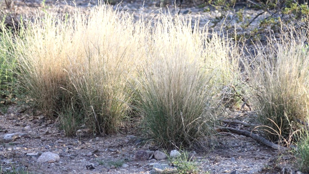 Buffelgrass at Saguaro National Park East