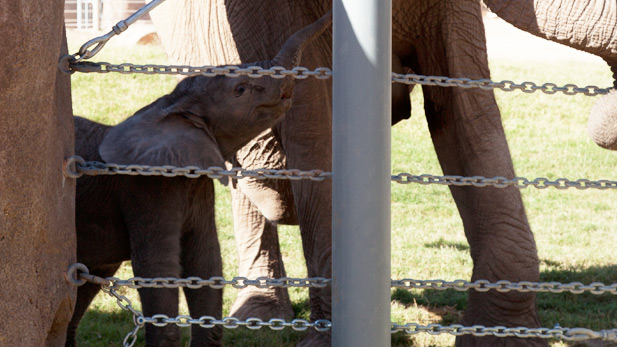 Baby elephant at Reid Park Zoo. 