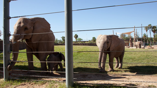 Semba, baby elephant, elephant friend at Reid Park SPOT