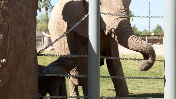 Semba, baby elephant at Reid Zoo SPOT