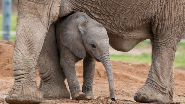 Nandi uses her mom for a little shade at the Reid Park Zoo.