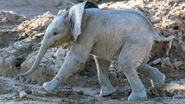 Baby elephant at Reid Park Zoo. Tuesday, Sept. 16, 2014.