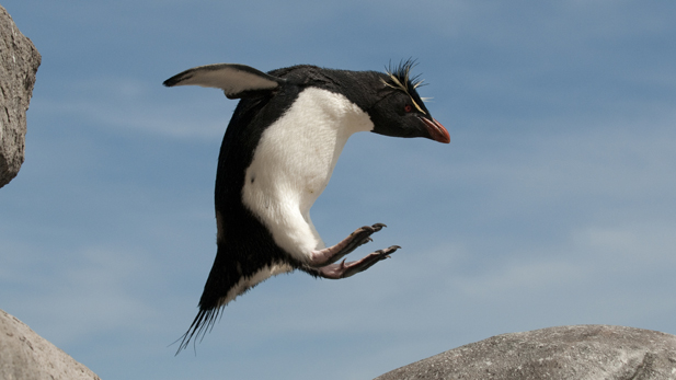 nature_Penguins_leaping_spot