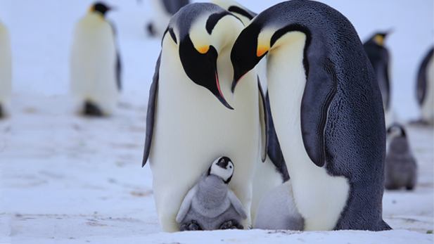 Emperor parents caring for chick. Antarctica