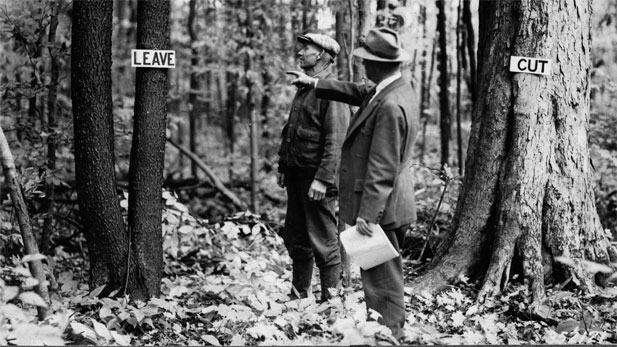 Forest management: one man shows another man which tree to cut and which to leave.