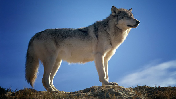 A gray wolf stands on a rock.