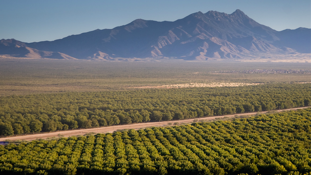 Farmers Investment Co. pecan orchards at Sahuarita, south of Tucson