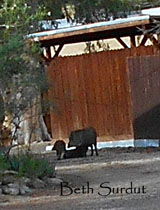 javalina nursing portrait