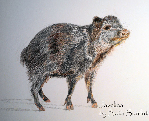 javalina art unsized