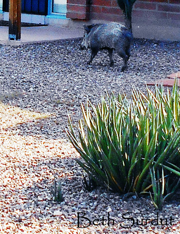 javalina up close unsized