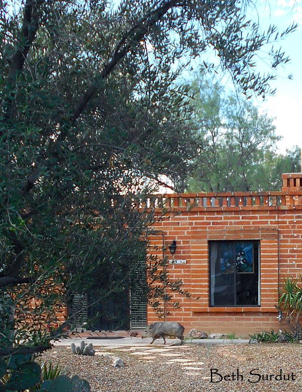 javalina front door unsized